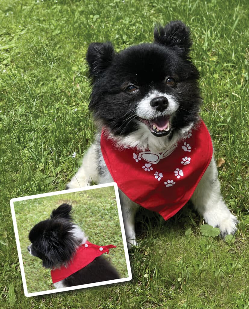 oreo with small pet bandanna